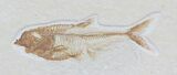 Multiple Diplomystus Fossil Fish #32746-2